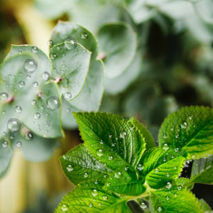 Eucalyptus Mint & Rain (BBW Type)