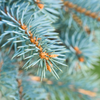 Blue Spruce Fragrance Oil