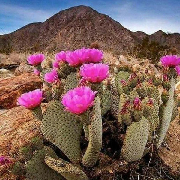 Baja Cactus Bloom Roll-On Fragrance – The Sassafras Society