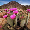 Baja Cactus Blossom (Type) Fragrance Oil