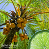 Coconut Lime Verbena (BBW Type) Fragrance Oil