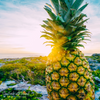 Pineapple Sunrise (BBW Type) Fragrance Oil