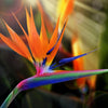 Bird of Paradise