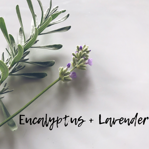 lavender and eucalyptus plants Lavender Eucalyptus Fragrance Oil 1 oz