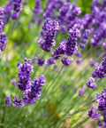 Lavender Fragrance Oil