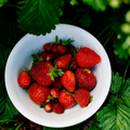 Strawberry Patch fragrance oil by SFWP – sweet juicy strawberry scent with fresh green notes and soft musk base, perfect for candles, soap, wax melts, and aroma beads