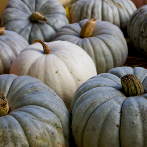 Blueberry Pumpkin Patch Fragrance Oil